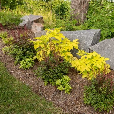 Landscape Planting Beds