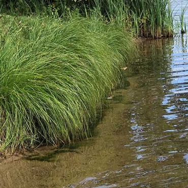 Natural Lakeshore Landscaping