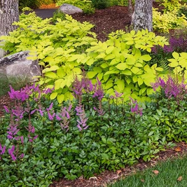 Planting Bed